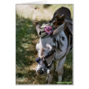 donkey with hat cards