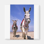 Donkeys, Blackpool Beach, England Magnets