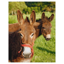 Donkeys flyers by gavila_pt Donkeys flyers