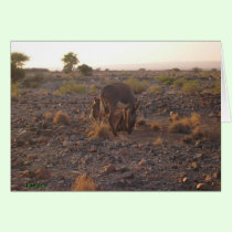 Donkeys in Africa cards