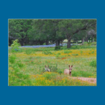 Donkeys in the Wildflowers postcards