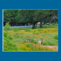 Donkeys in the Wildflowers postcards