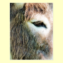 DONKEYS postcards