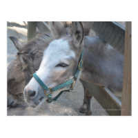 Donkeys Post Cards