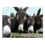 Donkeys postcards