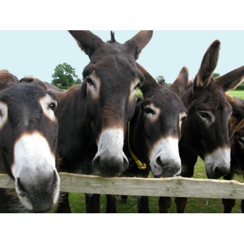 Donkeys! print