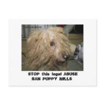DonnerBichon12-10-08 (42), STOP this legal ABU... postcards by Stinkydoosmom DonnerBichon12-10-08 (42), STOP this legal ABU... postcards