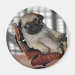 Don't be Pugnacious! Refrigerator Magnet
