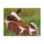 Don't Bother Me Cow Postcard