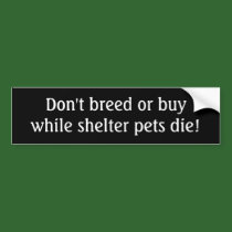 Don't breed or buy while shelter pets die bumper stickers