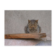 don't disturb postcard