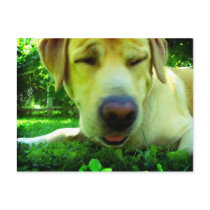 Don't eat that grass postcards by Rainmountain Don't eat that grass postcards