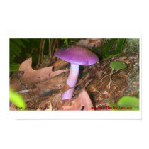 Don't Eat the Mushroom posters by dillydman Don't Eat the Mushroom posters
