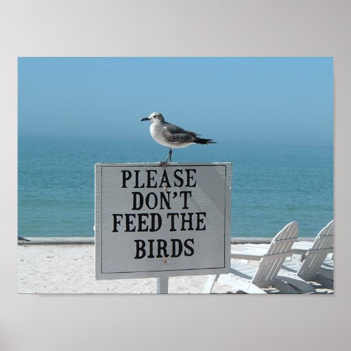 Don't Feed the Birds Poster Zazzle