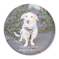 Don't forget to smell the flowers. magnets by myrtieshuman Don't forget to smell the flowers. magnets