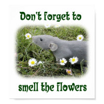 Don't forget to smell the flowers posters by rattycorner Don't forget to smell the flowers posters