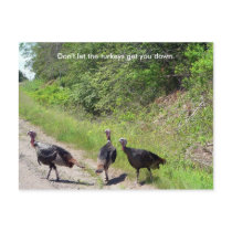 Don't Let the Turkeys Get You Down Postcard