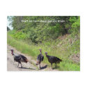 Don't Let the Turkeys Get You Down Postcard