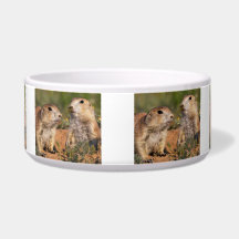 Don't Move!...Wasp Pet Food Bowl