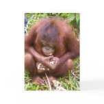 Don't Share #1 - wildlife greeting cards