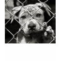 dont shop adopt t-shirts