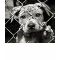 dont shop adopt t-shirts
