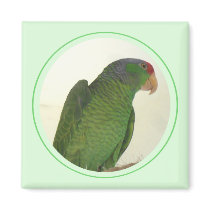 Dooley Magnets