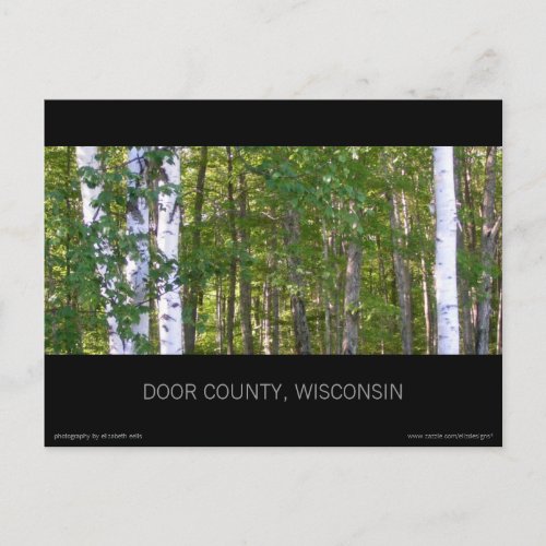 Door County Birch Trees Postcard postcard