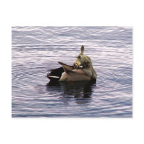 Doose postcard by Junglegeorge Doose postcard