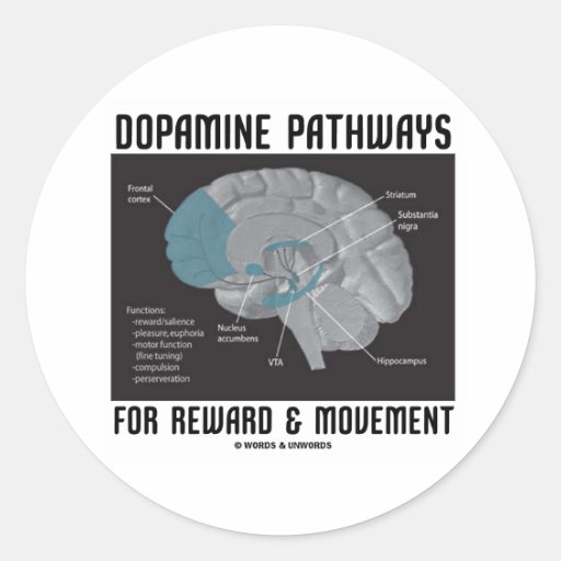Dopamine Pathways For Reward & Movement Round Stickers