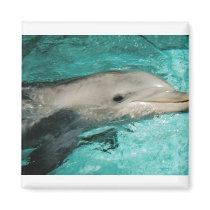 Dophin Blue Sea Ocean magnets