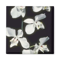 Doris P. Benson's (Phalaenopsis) flowers Refrigerator Magnet