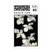 Doris P. Benson's (Phalaenopsis) flowers Postage Stamps