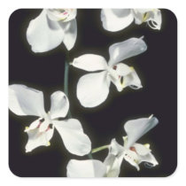 Doris P. Benson's (Phalaenopsis) flowers Stickers