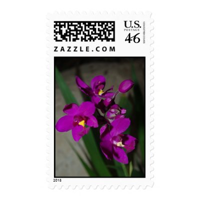 Doritis Pulcherrima Stamp by Rainy_B