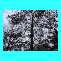 dormant maple tree posters