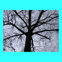 dormant oak tree posters