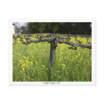 Dormant vine - Napa Valley postcards by moomagic Dormant vine - Napa Valley postcards