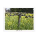 Dormant vine - Napa Valley Postcard