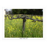 Dormant vine - Napa Valley Postcard