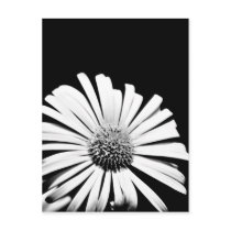 Doronicum flower art postcard (black and white) postcards