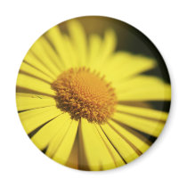 Doronicum magnets