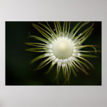 Doronicum seedhead print posters