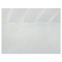 Dorsal fin and scales of a Carribean parrotfish Letterhead Design