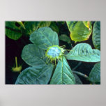 Dorstenia Yambuyaensis Pink flowers Print