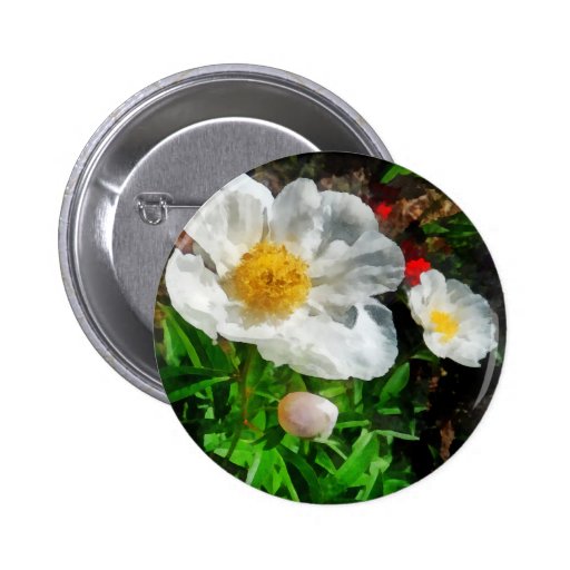 Dos amapolas blancas pins