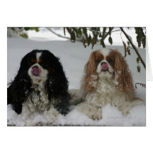 Dos Cavaliers en la nieve 08-01a Tarjetas
