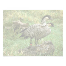 Dos gansos de Nene (especies hawaianas) Invitaciones Personales