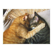 Dos gatos de Tabby el dormir que abrazan Lona Envuelta Para Galerias