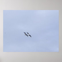 dos gaviotas posters
